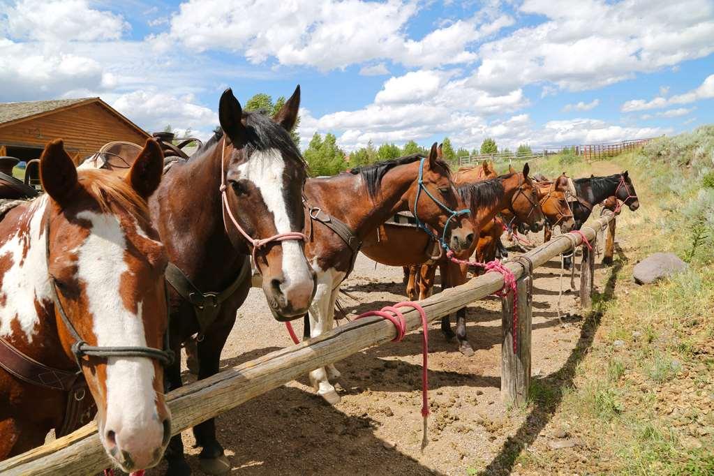 Spring Creek Ranch Hotel Jackson Buitenkant foto